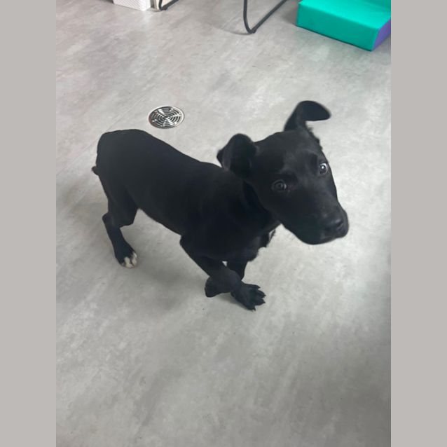 Photo of Piper