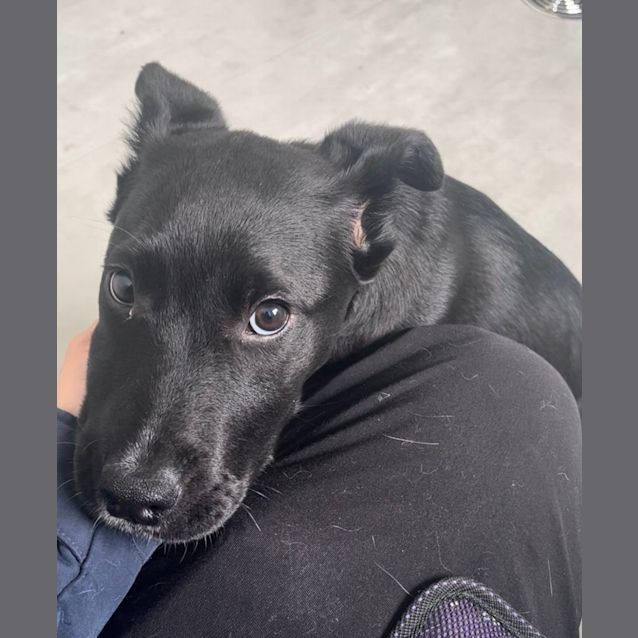 Photo of Piper