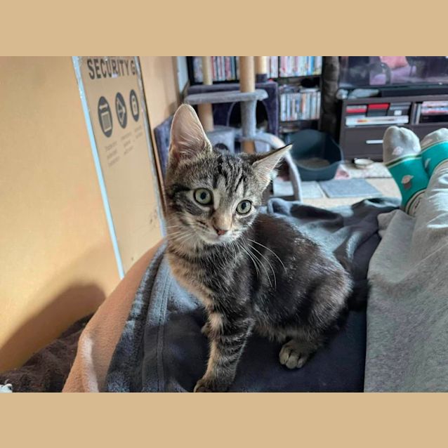 Photo of Fatima **2nd Chance Cat Rescue**