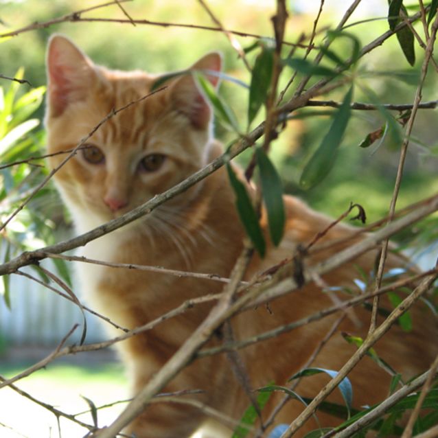 Photo of Raj
