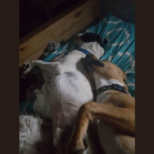 Photo of Dougie *Adoption Pending*