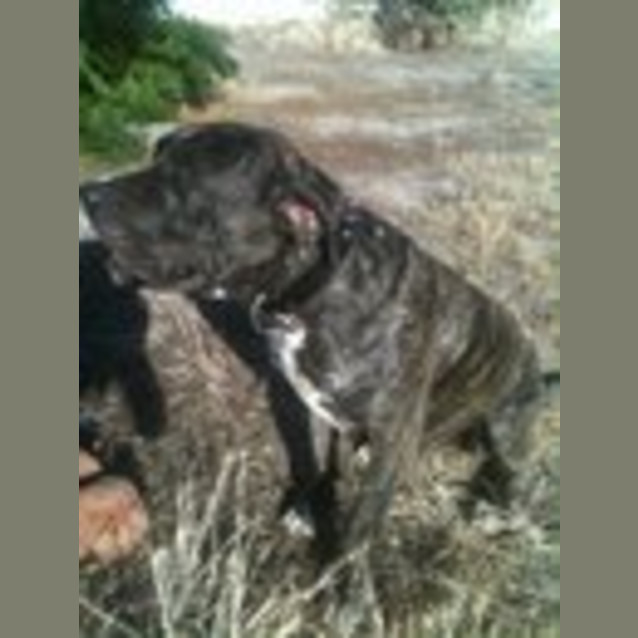 Photo of Axel: *Foster/Adopt*