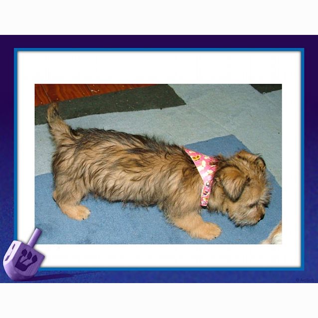 Photo of Scout   Adopted