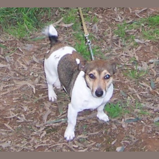 Photo of Caddie