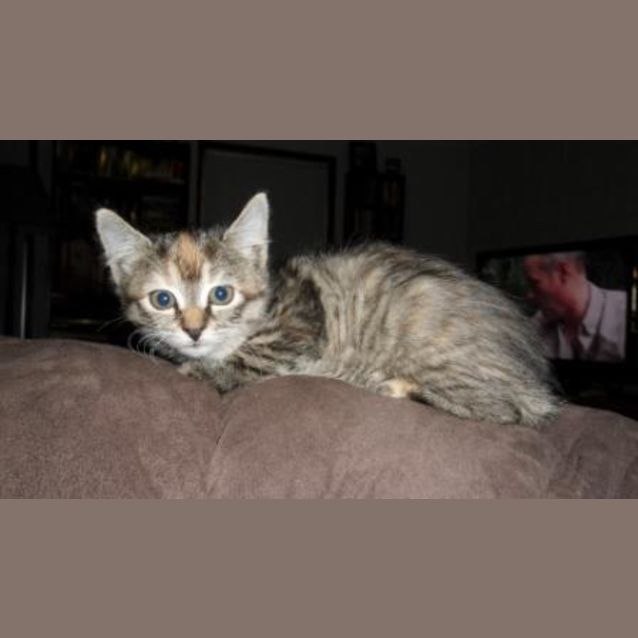 Photo of Lacey (C1628)