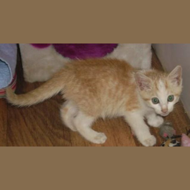 Photo of Benjamin (C1625)*Adopted*