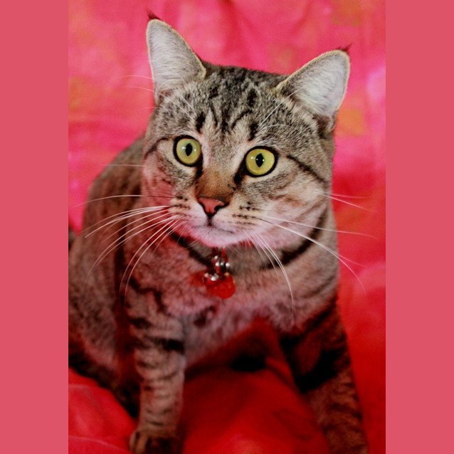 Photo of Felix (C1626)* Adopted*