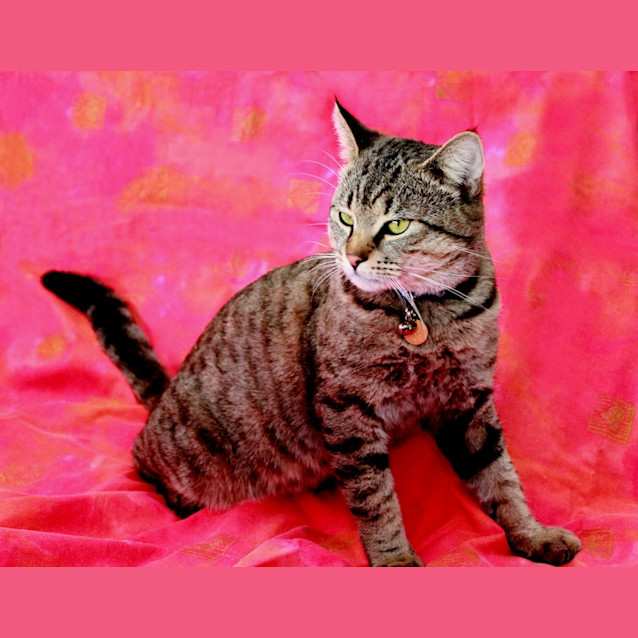 Photo of Felix (C1626)* Adopted*