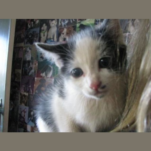 Photo of Milo (C1630) **Adoption Pending **