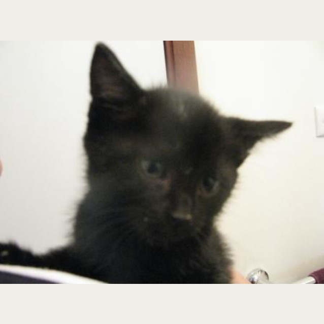 Photo of Pixie (C1633)