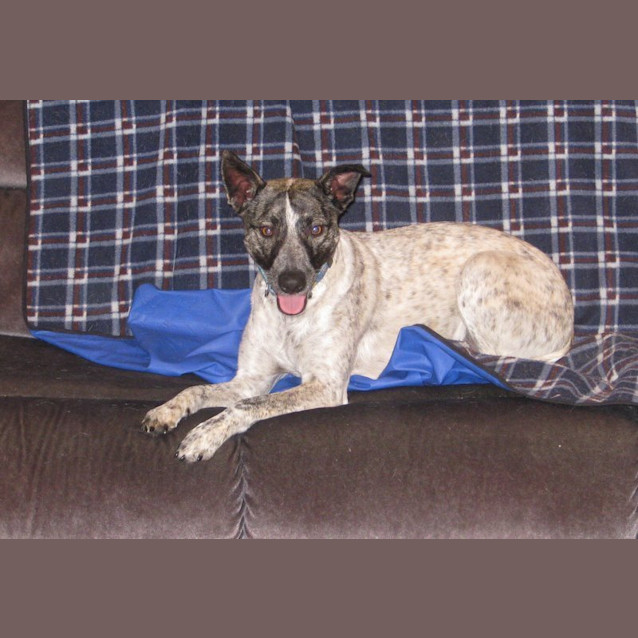 Photo of Jet (On Trial)