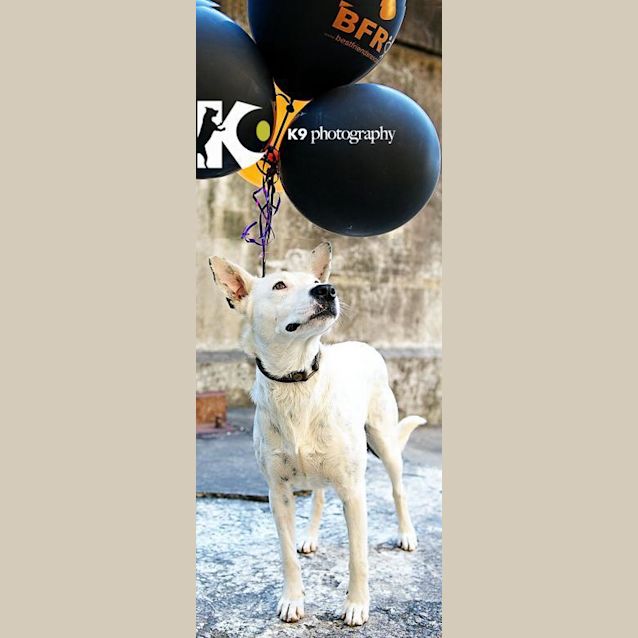 Photo of Buttons