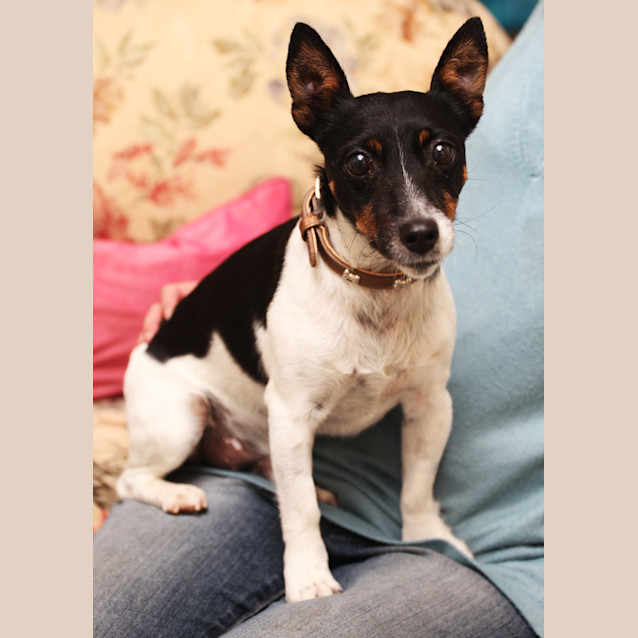 Photo of Basil