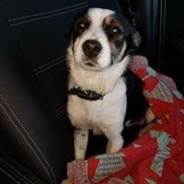 Photo of Alfie 