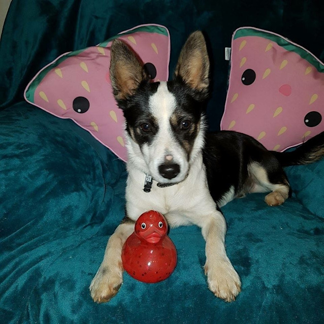 Photo of Alfie 