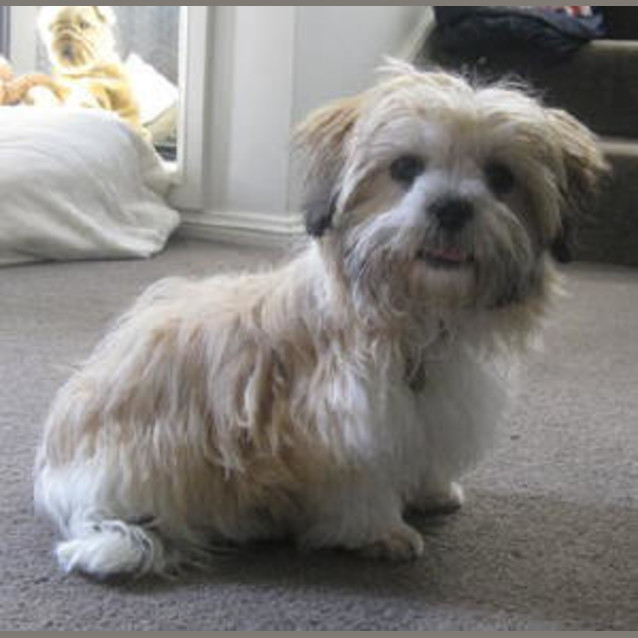 Photo of Boo