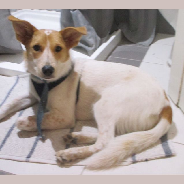 Photo of Buddy