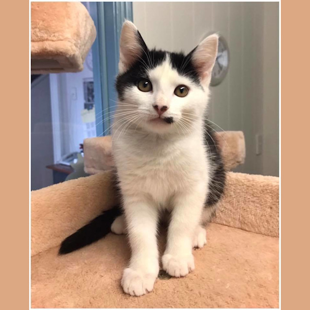 Photo of "Mae" Needs A Home!