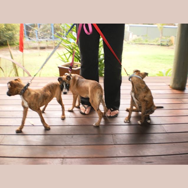 Photo of 3 Female 13 Week Old Pups