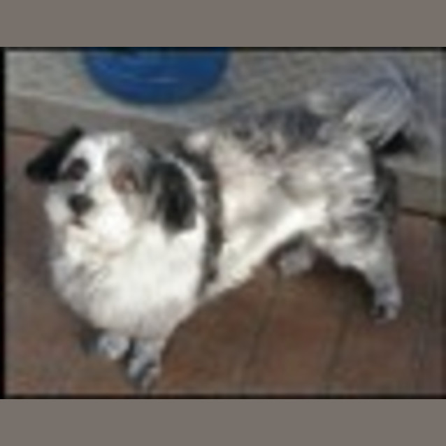 Photo of Rex ***On Hold***