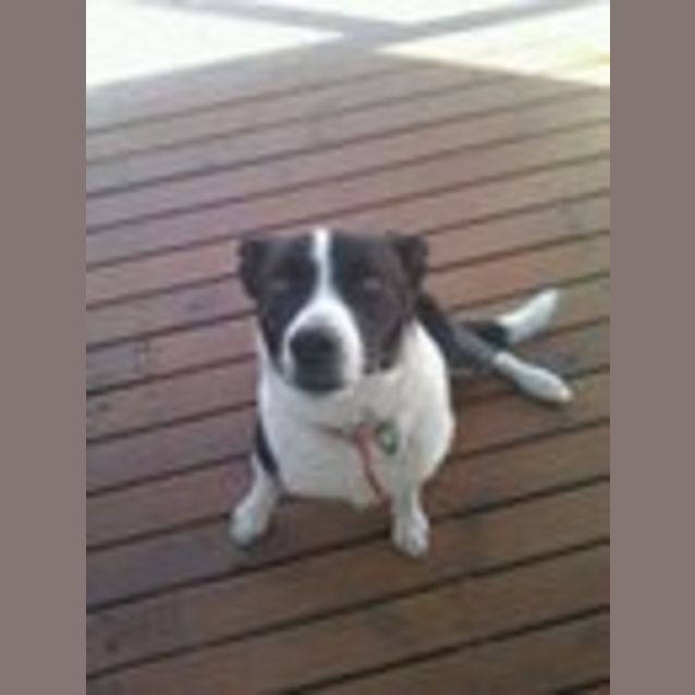 Photo of Ted. *Adoption Pending*