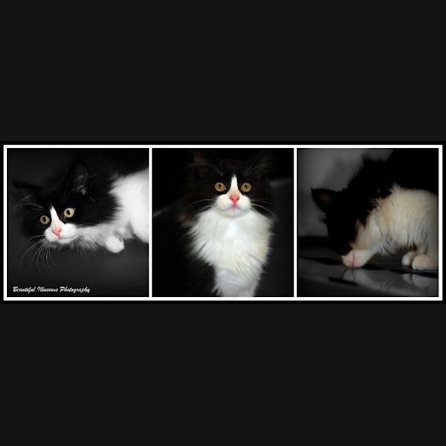 Photo of Will Turner