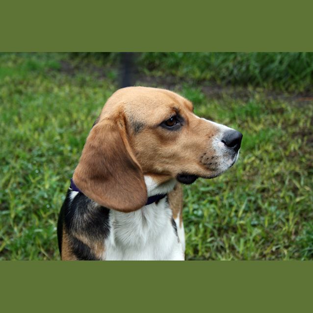 Photo of Daisy