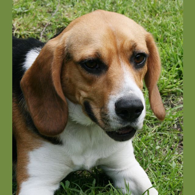 Photo of Daisy