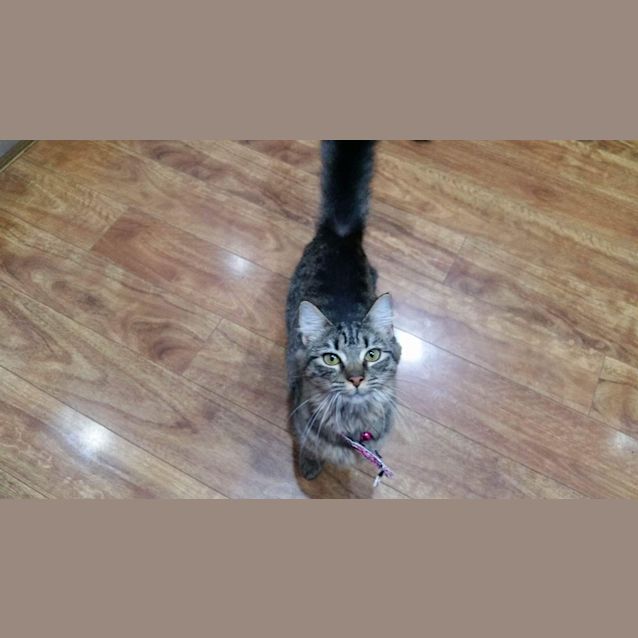 Photo of Lynx