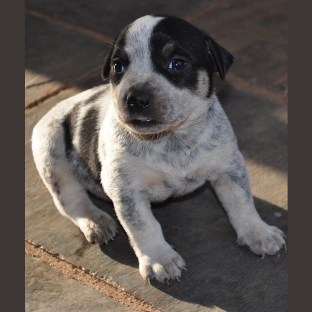Photo of Spot (D2206)