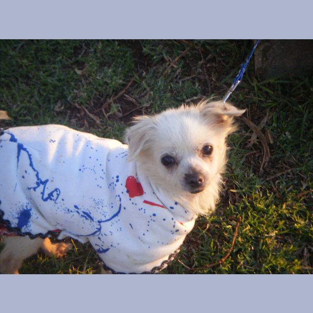 Photo of Aztec *On Adoption Trial*