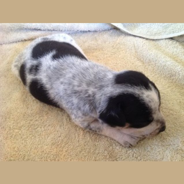 Photo of Spot (D2206)
