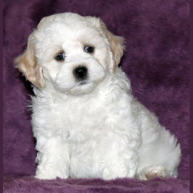 Photo of Diana