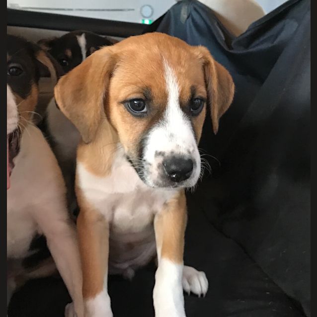 Photo of Laine *Adoption Pending*