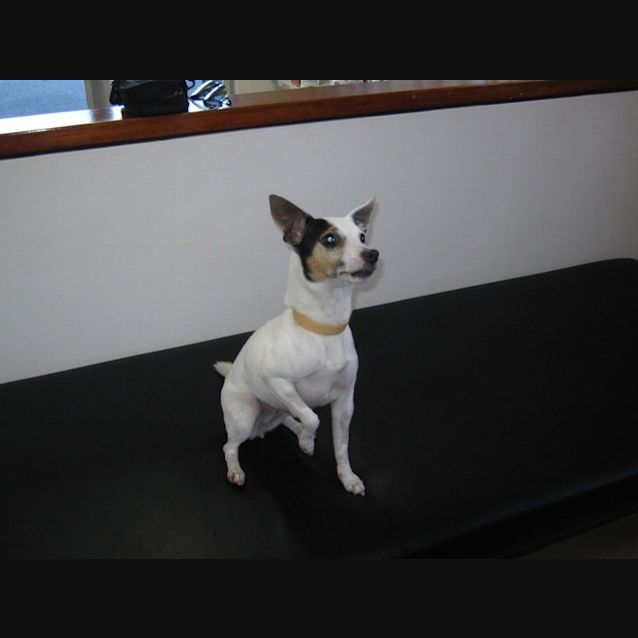 Photo of Peaches