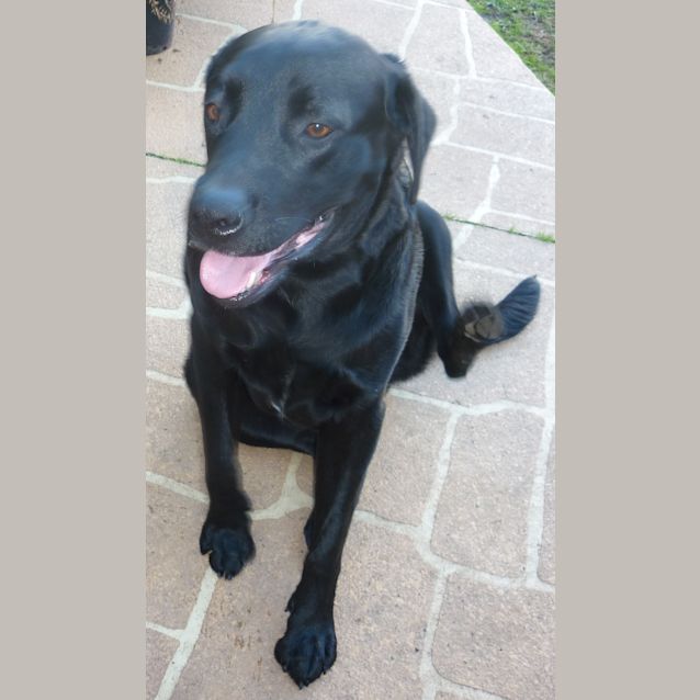Photo of Lucky