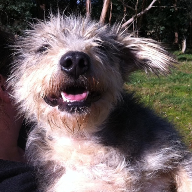 Photo of Teddy (On Trial With Adopters)