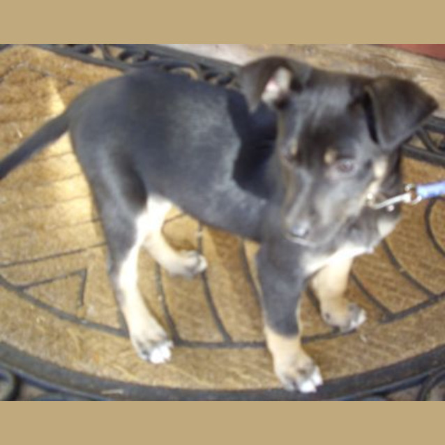 Photo of Winnie   Adoption Pending