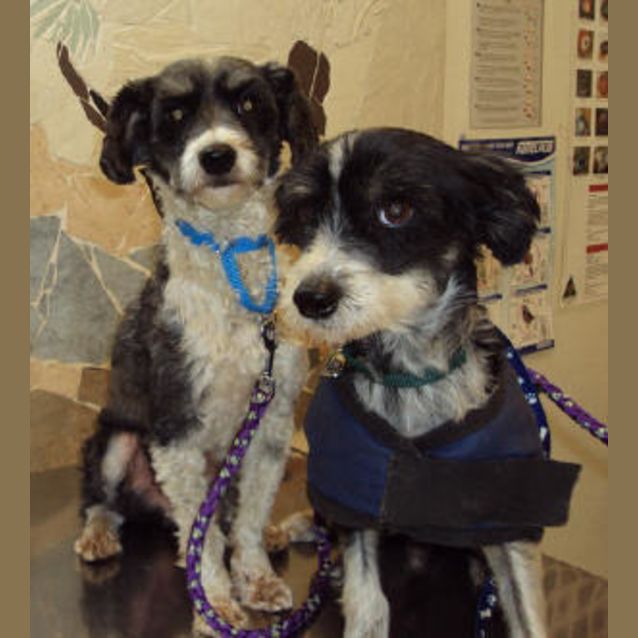 Photo of Jasper And Lucky