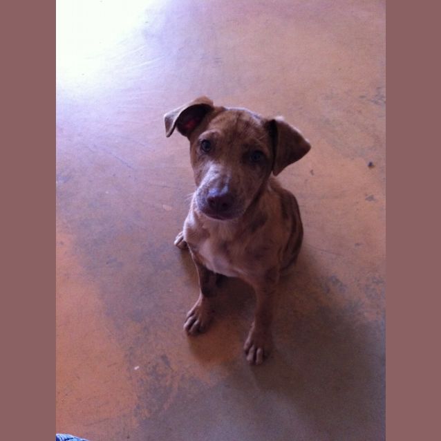Photo of Mocha  Av193 *Adoption Pending*