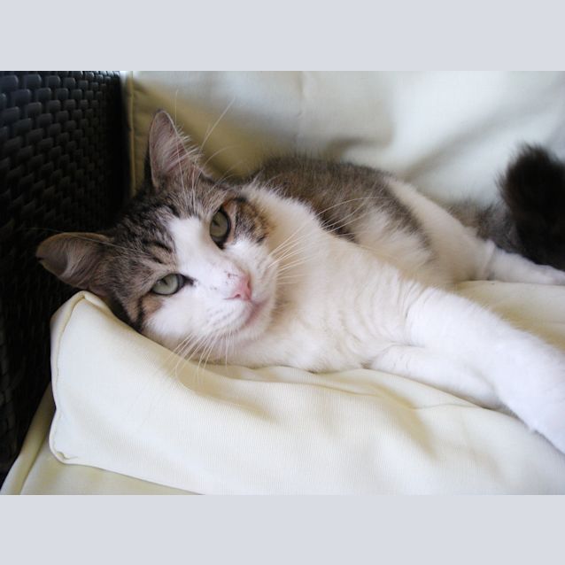 Photo of Shadow
