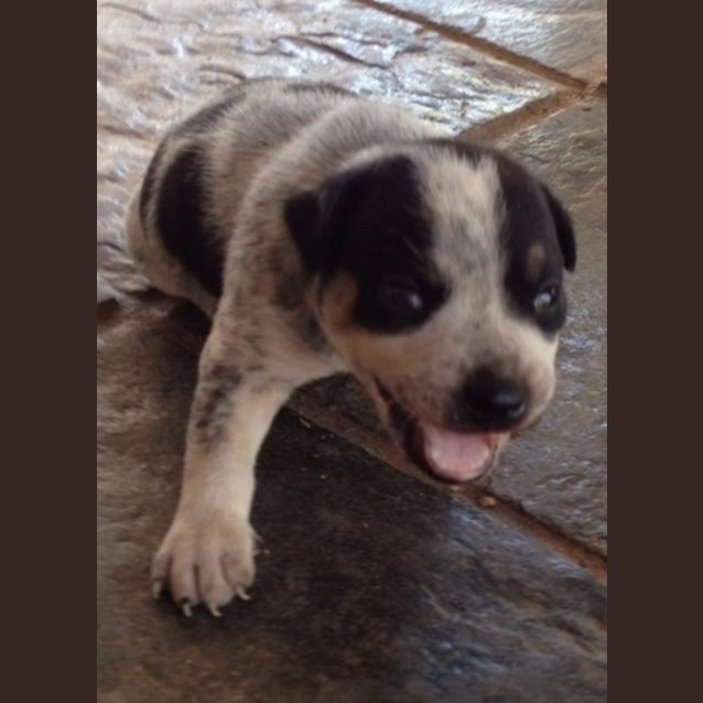 Photo of Spot (D2206)