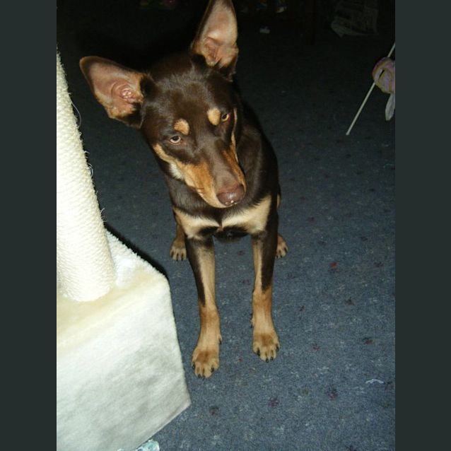 Photo of Clancy  Av204 *Adoption Pending*