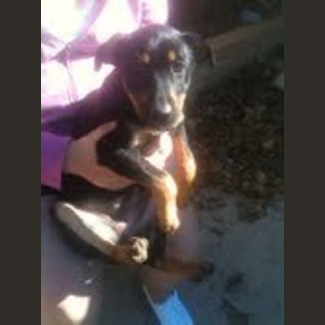Photo of Puppies Need Foster