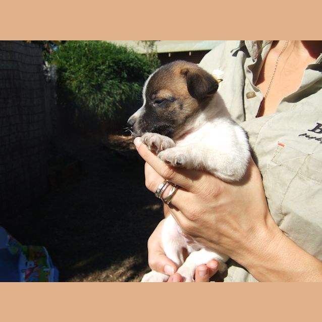 Photo of Milo
