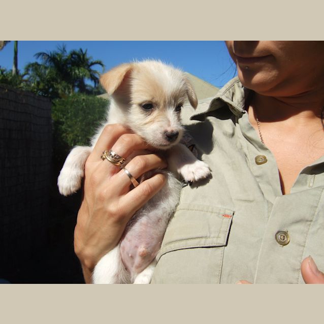 Photo of Pumba