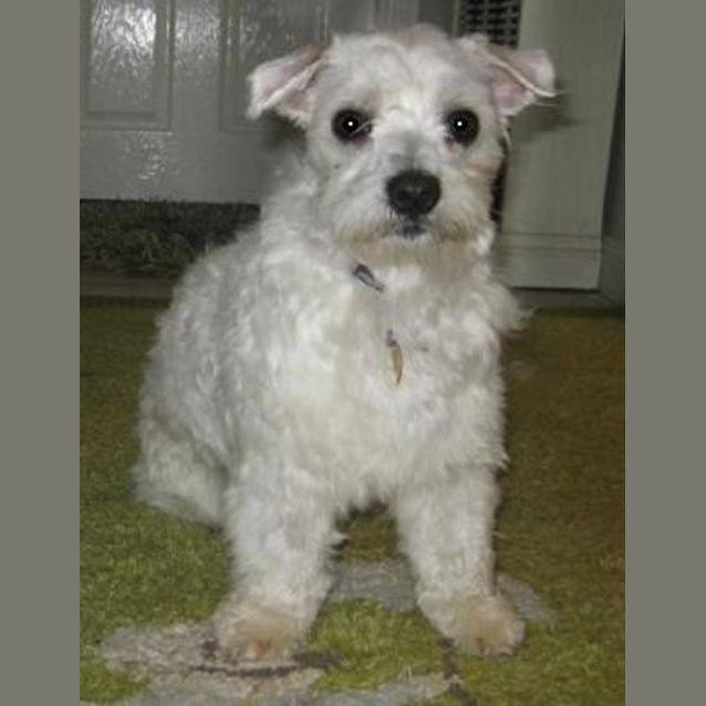 Photo of Henry