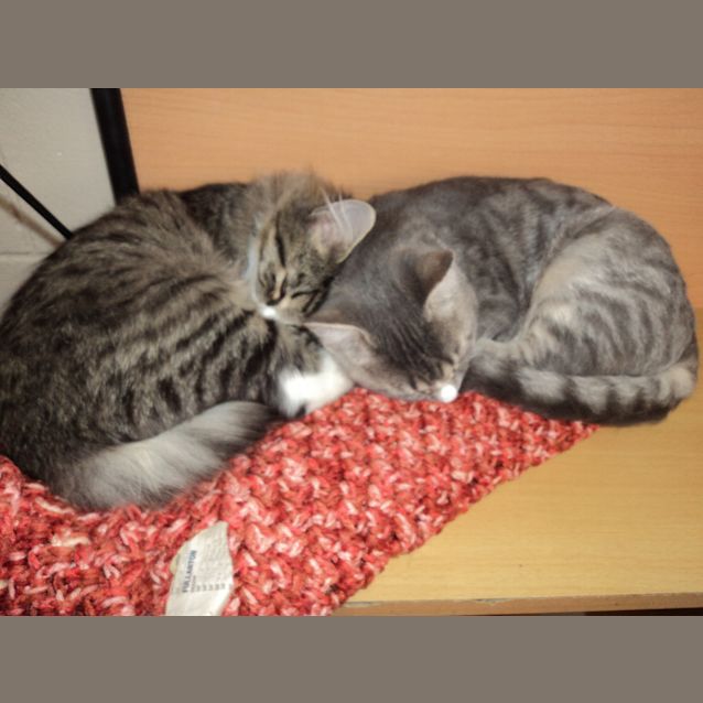 Photo of Minka+Minki