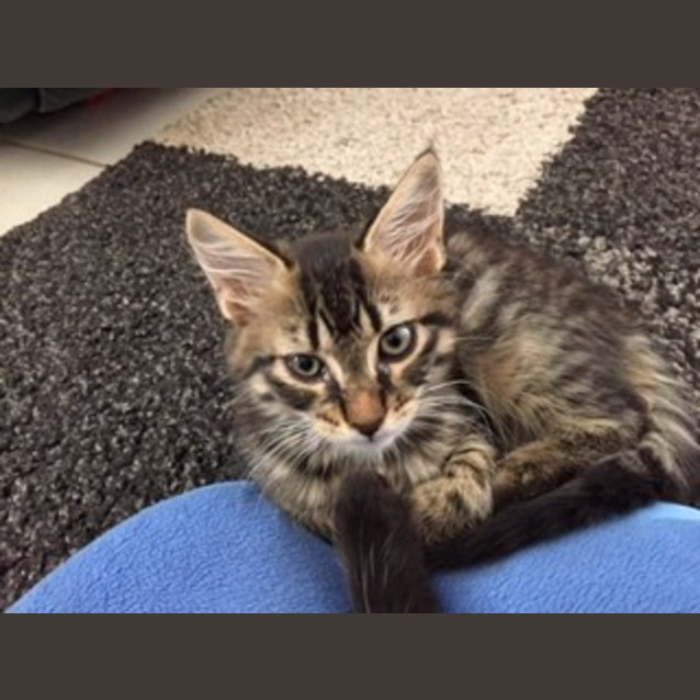 Photo of Mischief 