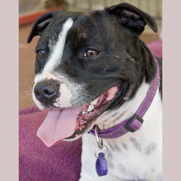 Photo of Roxy 2